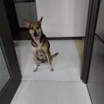 Hazel