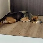 Hazel