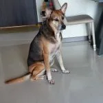 Hazel
