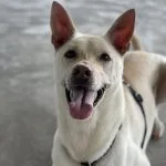 Keiji