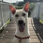 Keiji