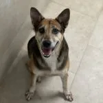 Hazel