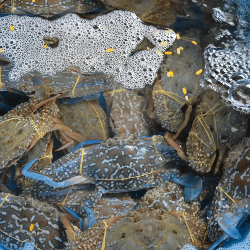 Issues Relating to Live Seafood