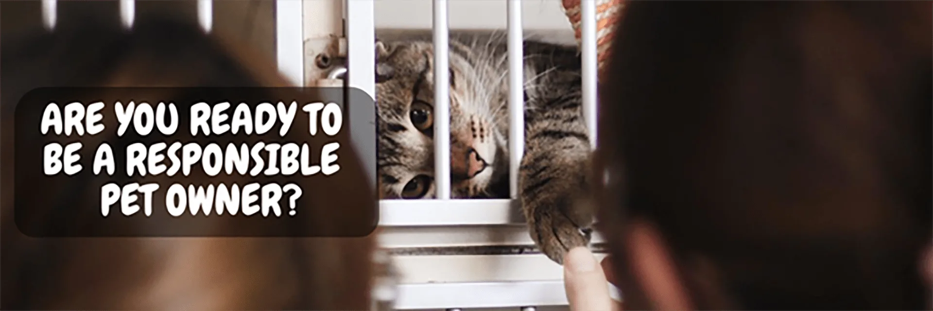 Are you ready to have a pet? Find out now!
