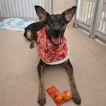 Niko