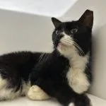 Tom