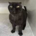 Neko