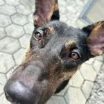 Niko