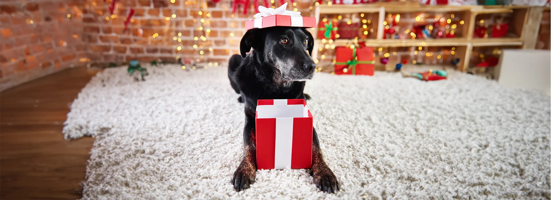 Before You Unwrap: The True Cost of Pet Ownership