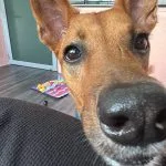 Ace