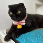 Neko