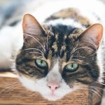How to care for your senior cat