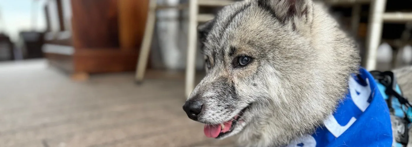 How to care for your senior dog