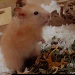 Bunbun