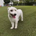 Olly