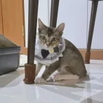 Baby Monchuchu
