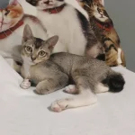 Baby Monchuchu
