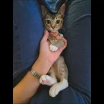 Baby Monchuchu