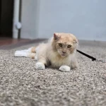 Nala