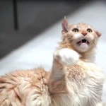 Nala