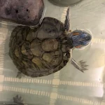Mei Mei, Clara, Gu Gu, Denise