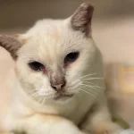 Rosie