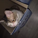 Koko