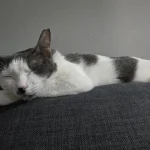 Tom