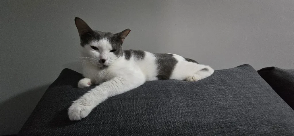 Tom