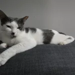 Tom