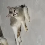 Chocky