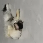 Koko
