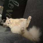 Yuki