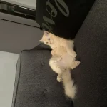 Yuki