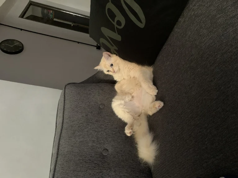 Yuki