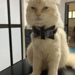 Yuki