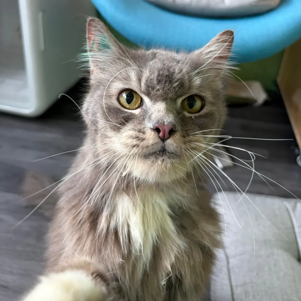 Tom