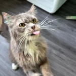 Tom