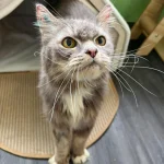 Tom