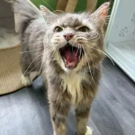 Tom