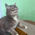 Tom