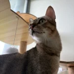 Monki