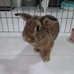 Hellie