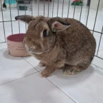 Hellie