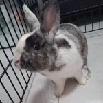 Darlie