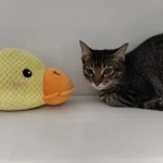 Darwin
