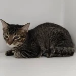 Darwin