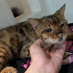 Bagel