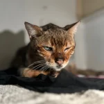 Bagel