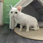 Snowball